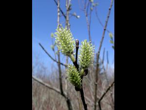 Saule discolore (Salix discolor)_6