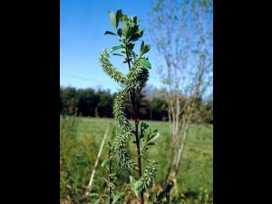 Saule discolore (Salix discolor)_9