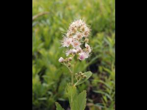 Spirée à larges feuilles(Spiraea alba var. latifolia)_8