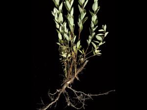 Spirée tomenteuse(Spiraea tomentosa)_3