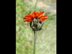 Épervière orangée(Pilosella aurantiaca)_1