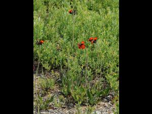 Épervière orangée(Pilosella aurantiaca)_5