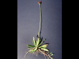 Épervière orangée(Pilosella aurantiaca)_10