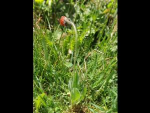 Épervière orangée(Pilosella aurantiaca)_13
