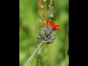 Épervière orangée(Pilosella aurantiaca)_14