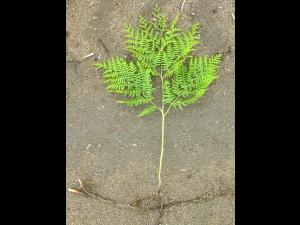 Fougère-aigle (Pteridium aquilinum)_2