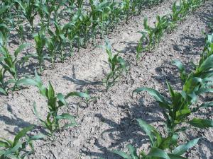 Maïs grain et fourrager - herbicide (2)_4