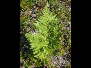 Fougère-aigle (Pteridium aquilinum)_3