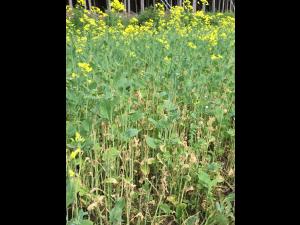 Canola - glufosinate d'ammonium (10)_2