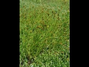 Carex balais(Carex scoparia)_1