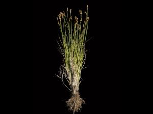 Carex balais(Carex scoparia)_2