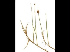 Carex longs stolons(Carex chordorrhiza)_2