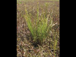 Carex blanchâtre(Carex canescens)_1