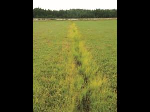 Carex blanchâtre(Carex canescens)_4