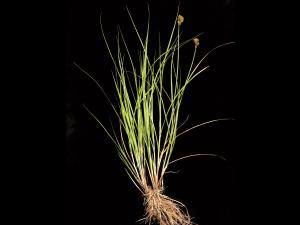 Carex Crawford(Carex crawfordii)_3