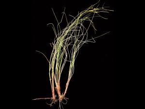 Carex oligosperme(Carex oligosperma)_5