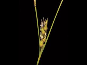 Carex oligosperme(Carex oligosperma)_6