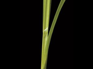 Carex luisant(Carex lurida)_2