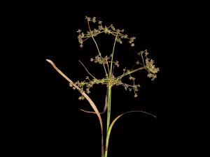 scirpe noeuds rouges (Scirpus microcarpus)_2