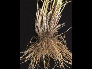 Scirpe souchet (Scirpus cyperinus)_5