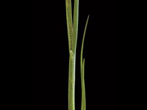 Jonc des crapauds (Juncus bufonius)_3