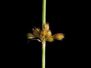 Jonc filiforme (Juncus filiformis)_4