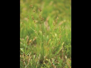Jonc grêle (Juncus tenuis)_1
