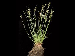 Jonc grêle (Juncus tenuis)_2