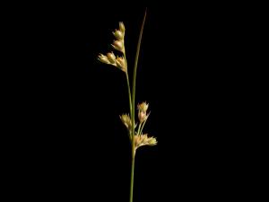 Jonc grêle (Juncus tenuis)_5