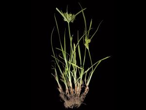 Souchet hispide(Cyperus strigosus)_1