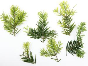 Arbres de Noël (sapins) - glyphosate (9)_1