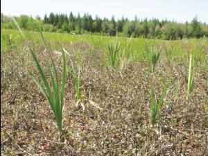 Quenouille feuilles larges (Typha latifolia)_4