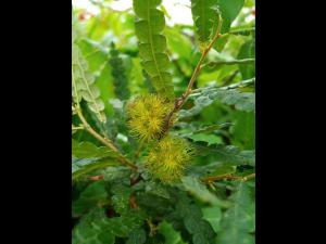 Comptonie voyageuse(Comptonia peregrina)_4