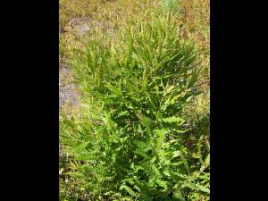 Comptonie voyageuse(Comptonia peregrina)_6