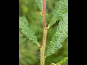 Comptonie voyageuse(Comptonia peregrina)_7