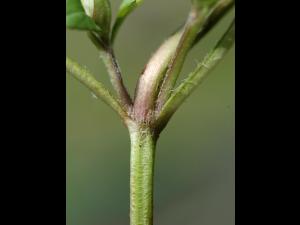 Brunelle vulgaire(Prunella vulgaris)_2