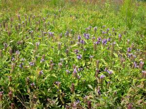 Brunelle vulgaire(Prunella vulgaris)_9
