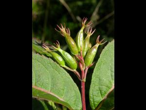 Dièreville chèvrefeuille(Diervilla lonicera)_1