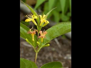Dièreville chèvrefeuille(Diervilla lonicera)_5