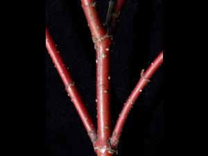 Cornouiller hart-rouge(Cornus sericea)_2