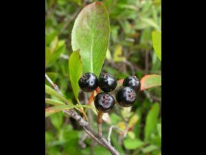 Aronie fruits noirs(Aronia melanocarpa)_3