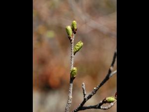 Bouleau glanduleux(Betula glandulosa)_1