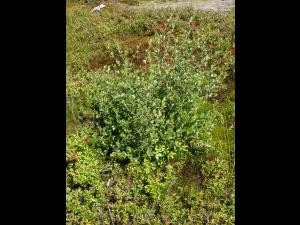 Bouleau nain boréal(Betula pumila)_1