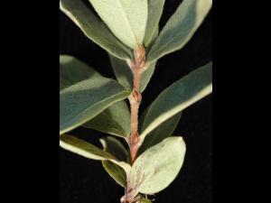 Chèvrefeuille velu(Lonicera villosa)_4