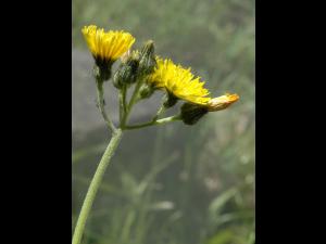 Épervière fleurs nombreuses(Pilosella x floribunda)_1
