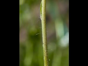 Épervière fleurs nombreuses(Pilosella x floribunda)_2