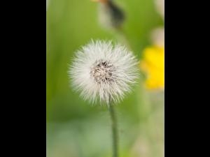 Épervière piloselle(Pilosella officinarum)_7