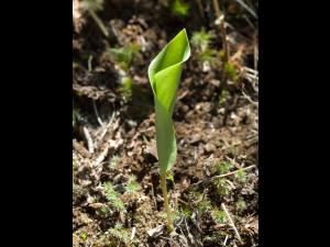Maianthème Canada (Maianthemum canadense)_8