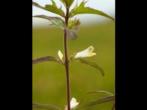 Mélampyre linéaire (Melampyrum lineare)_2