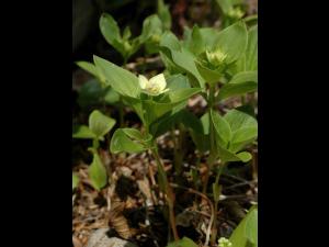 Quatre temps (Cornus canadensis)_1